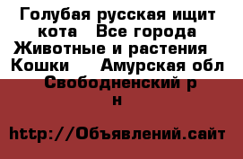 Голубая русская ищит кота - Все города Животные и растения » Кошки   . Амурская обл.,Свободненский р-н